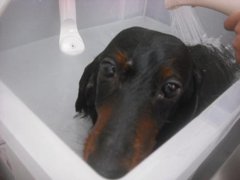 ファイル 2691-2.jpg