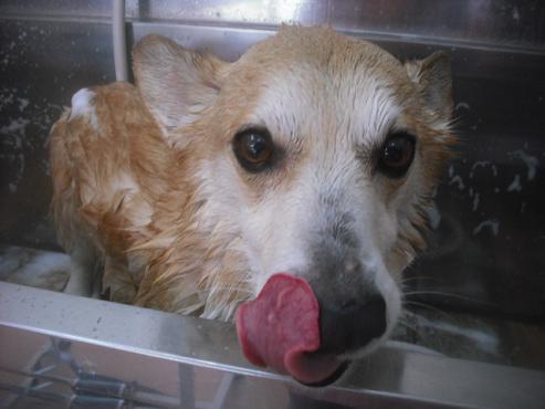 ファイル 2694-2.jpg