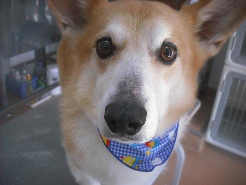 ファイル 2695-1.jpg