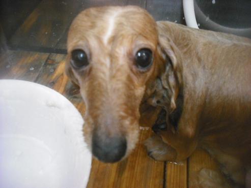 ファイル 2696-1.jpg