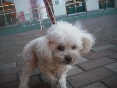 ファイル 2698-1.jpg