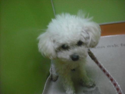 ファイル 2698-2.jpg