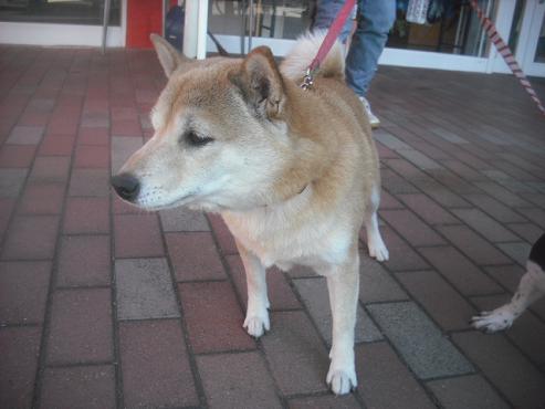 ファイル 2699-1.jpg