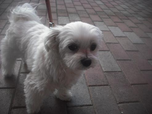 ファイル 2701-2.jpg