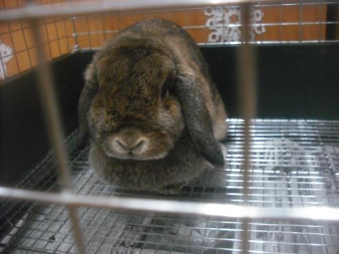 ファイル 2704-2.jpg