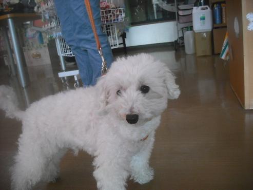 ファイル 2705-2.jpg