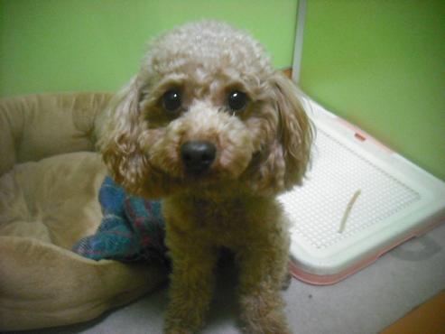 ファイル 2706-1.jpg