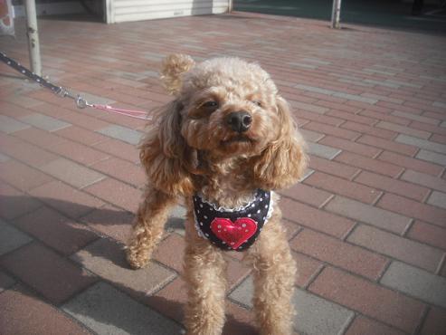 ファイル 2706-2.jpg