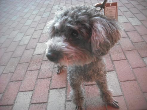 ファイル 2708-2.jpg