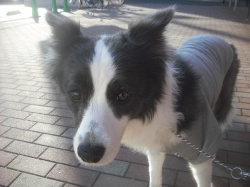 ファイル 2709-2.jpg