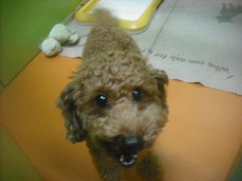 ファイル 2710-1.jpg