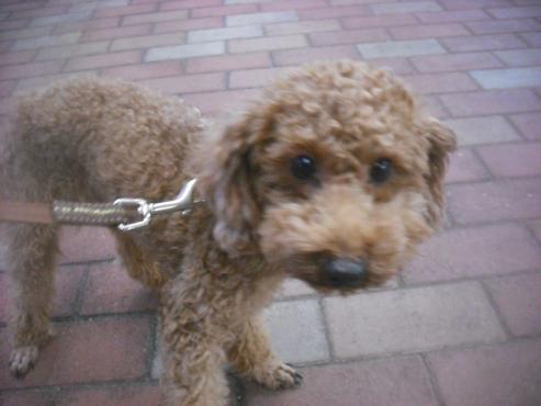 ファイル 2710-2.jpg