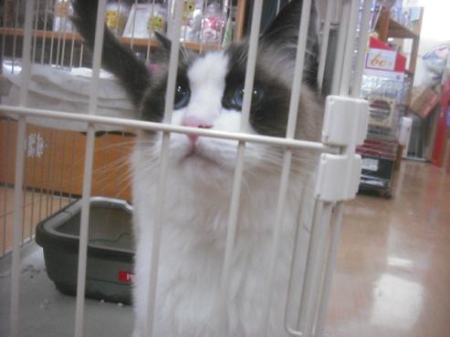 ファイル 2711-1.jpg