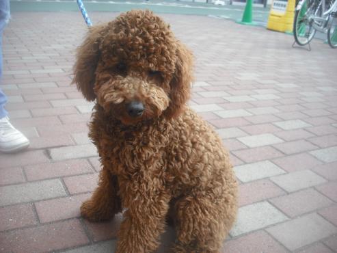 ファイル 2713-1.jpg