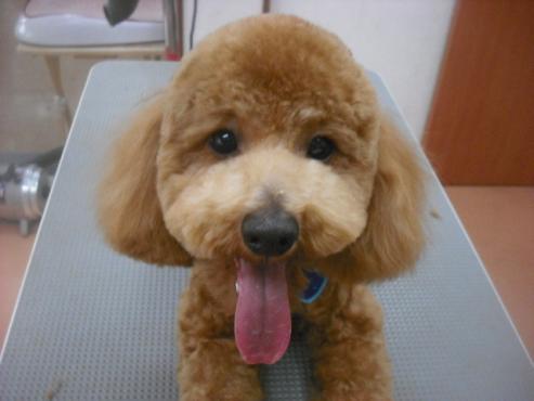 ファイル 2715-1.jpg