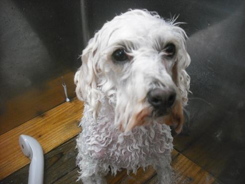 ファイル 2716-2.jpg