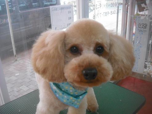 ファイル 2717-1.jpg