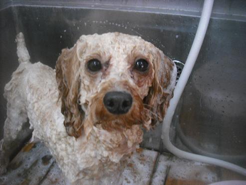 ファイル 2717-2.jpg