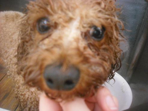 ファイル 2719-2.jpg