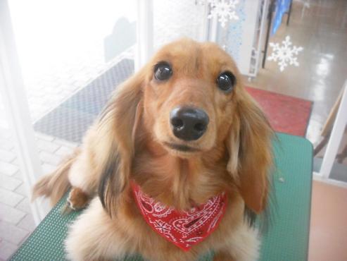 ファイル 2721-1.jpg