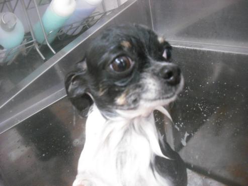 ファイル 2722-2.jpg