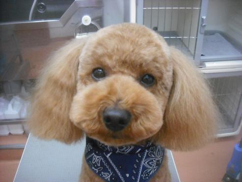 ファイル 2723-1.jpg