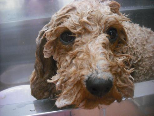 ファイル 2723-2.jpg