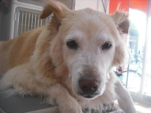 ファイル 2727-1.jpg