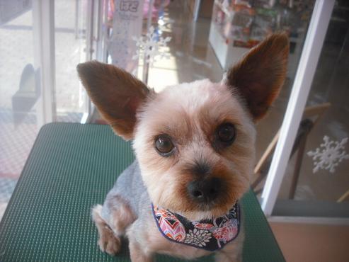 ファイル 2728-1.jpg