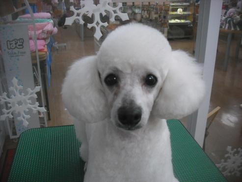 ファイル 2729-1.jpg