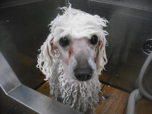 ファイル 2729-2.jpg