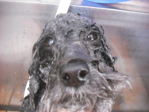 ファイル 2730-2.jpg