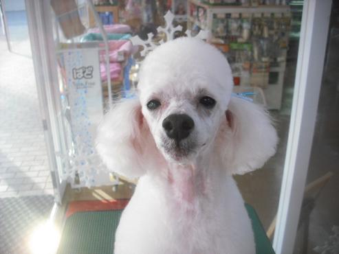 ファイル 2731-1.jpg