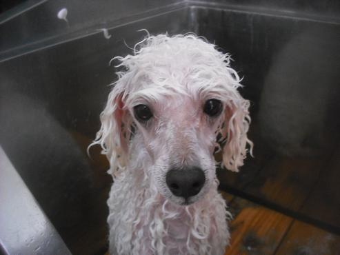 ファイル 2731-2.jpg