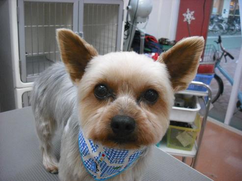 ファイル 2733-1.jpg