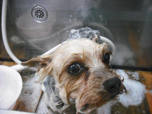 ファイル 2733-2.jpg