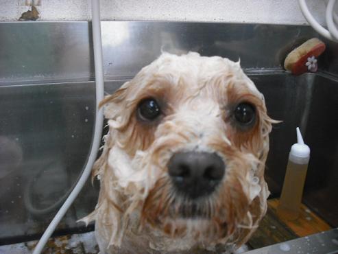 ファイル 2734-2.jpg