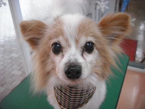 ファイル 2735-1.jpg