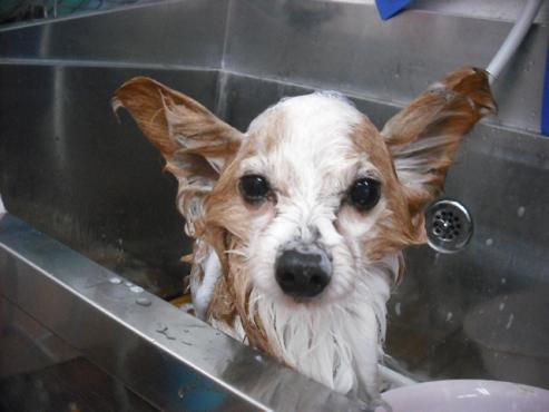 ファイル 2735-2.jpg