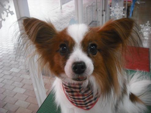 ファイル 2736-1.jpg