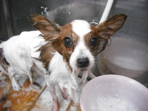 ファイル 2736-2.jpg