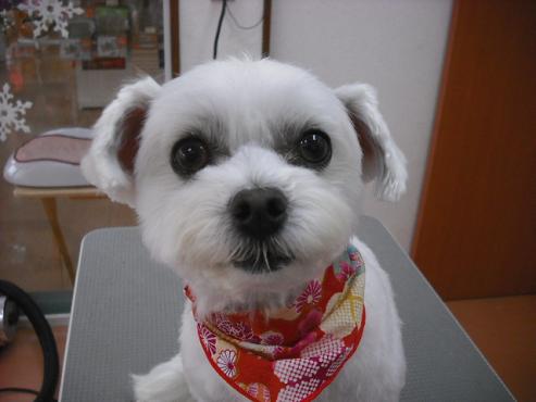 ファイル 2738-1.jpg