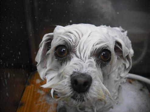 ファイル 2738-2.jpg