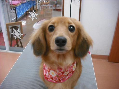 ファイル 2739-1.jpg