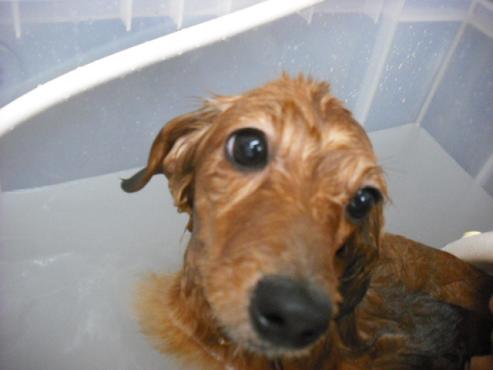 ファイル 2739-2.jpg