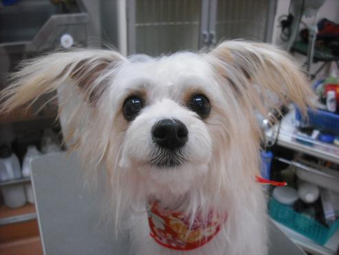 ファイル 2740-1.jpg