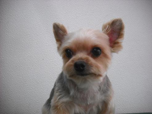 ファイル 2742-1.jpg