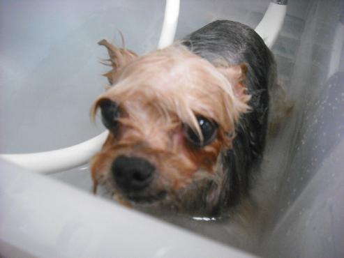 ファイル 2742-2.jpg