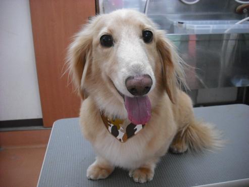 ファイル 2744-1.jpg