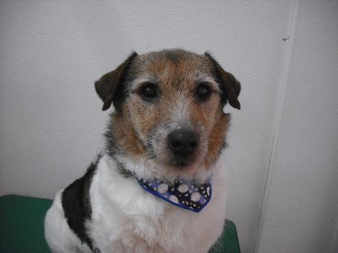 ファイル 2745-1.jpg